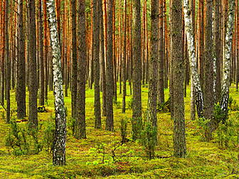 Forests The Equivalent Size Of...